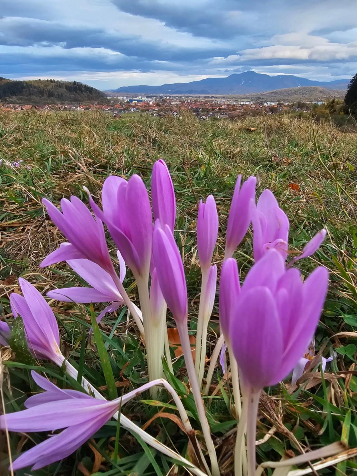 Pensiunea Kyfana Zărneşti 외부 사진